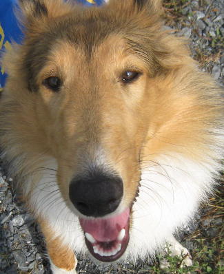 Sandy a Baby Female Collie (long coat) adopted through Collie Rescue