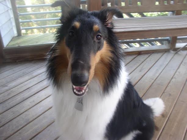 Po a Baby Male Collie (long coat) adopted through Collie Rescue