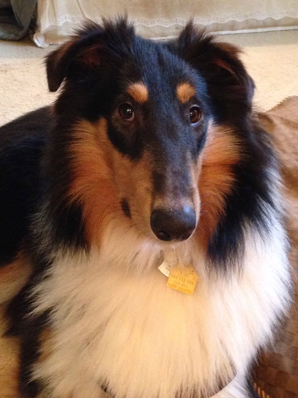 Flynn a Baby Male Collie (long coat) adopted through Collie Rescue