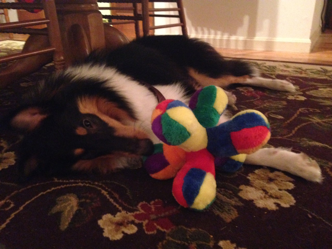 Flynn - photo 2
