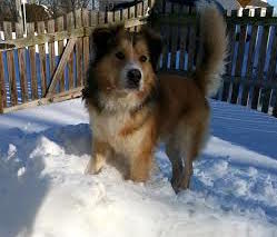 Buddy - photo 2