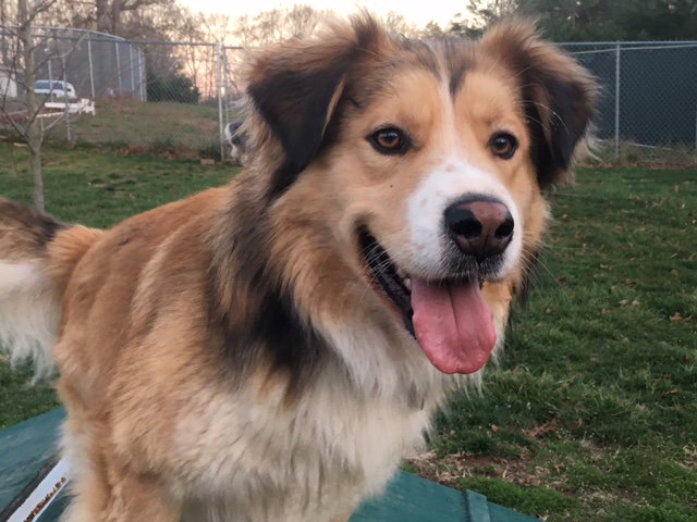 Buddy a Young Male Collie (long coat) adopted through Collie Rescue