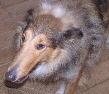 Angel a Adult Female Collie (long coat) adopted through Collie Rescue