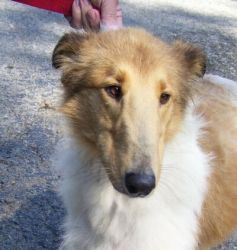 Crissy a Young Female Collie (long coat) adopted through Collie Rescue