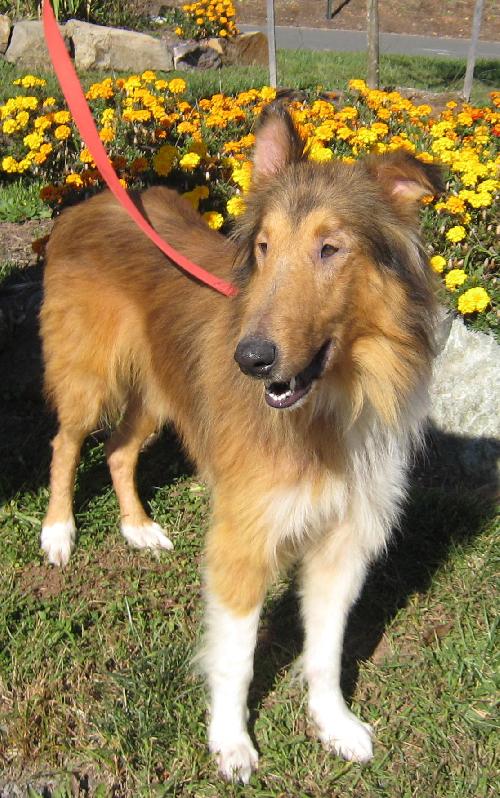 Duncan a Adult Male Collie (long coat) adopted through Collie Rescue