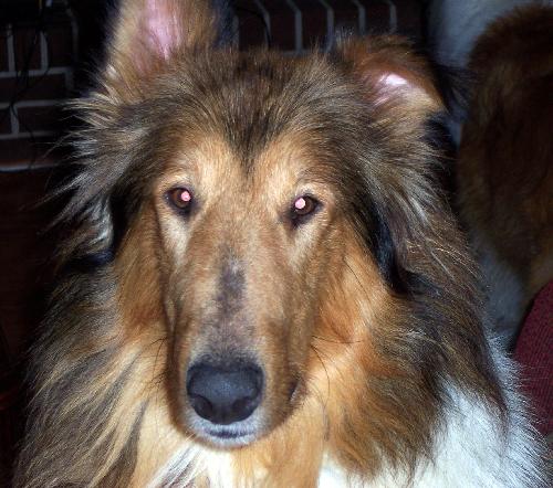 Duncan - photo 2