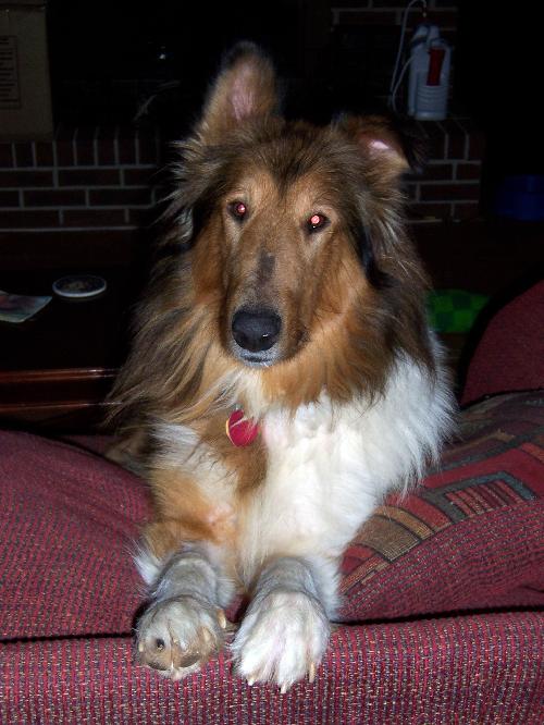 Duncan - photo 3