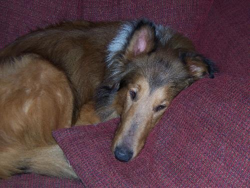 Duncan - photo 4