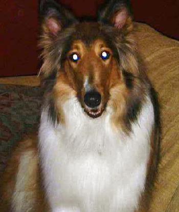 Scottie a Adult Female Collie (long coat) adopted through Collie Rescue