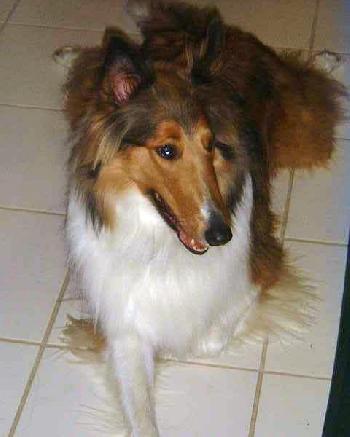 Scottie - photo 2