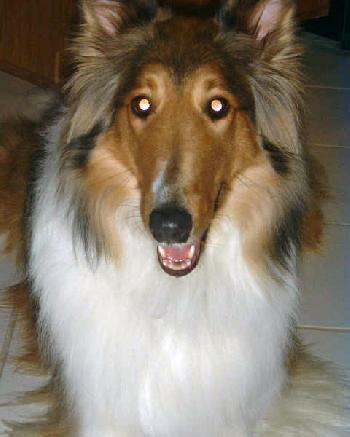 Scottie - photo 3