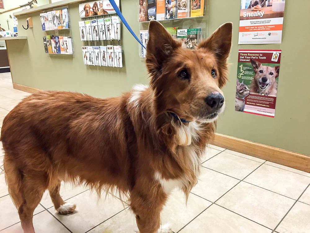 Senior Care Program - KB a Senior Male Collie / Mixed (long coat) adopted through Collie Rescue