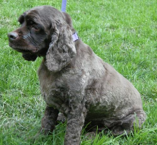 Chauncy a Adult Male Cocker Spaniel (medium coat) adopted through Collie Rescue