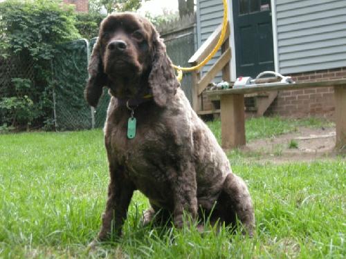 Chauncy - photo 3