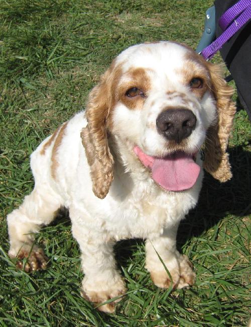 Rudy a Adult Male Cocker Spaniel (medium coat) adopted through Collie Rescue