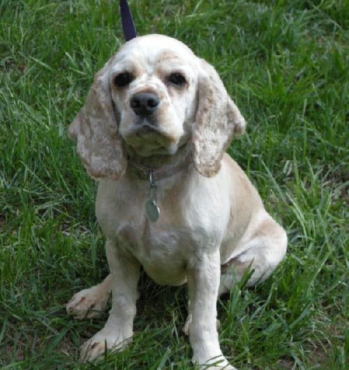 Gracie a Young Female Cocker Spaniel (medium coat) adopted through Collie Rescue