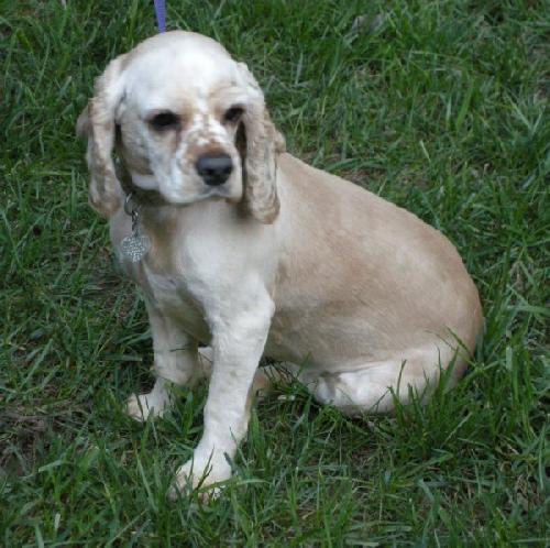 Gracie - photo 2