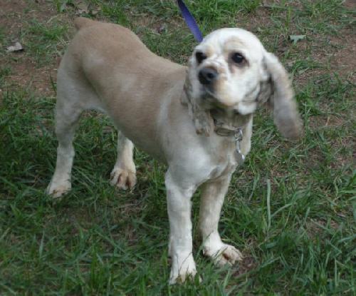 Gracie - photo 3