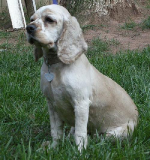 Gracie - photo 4