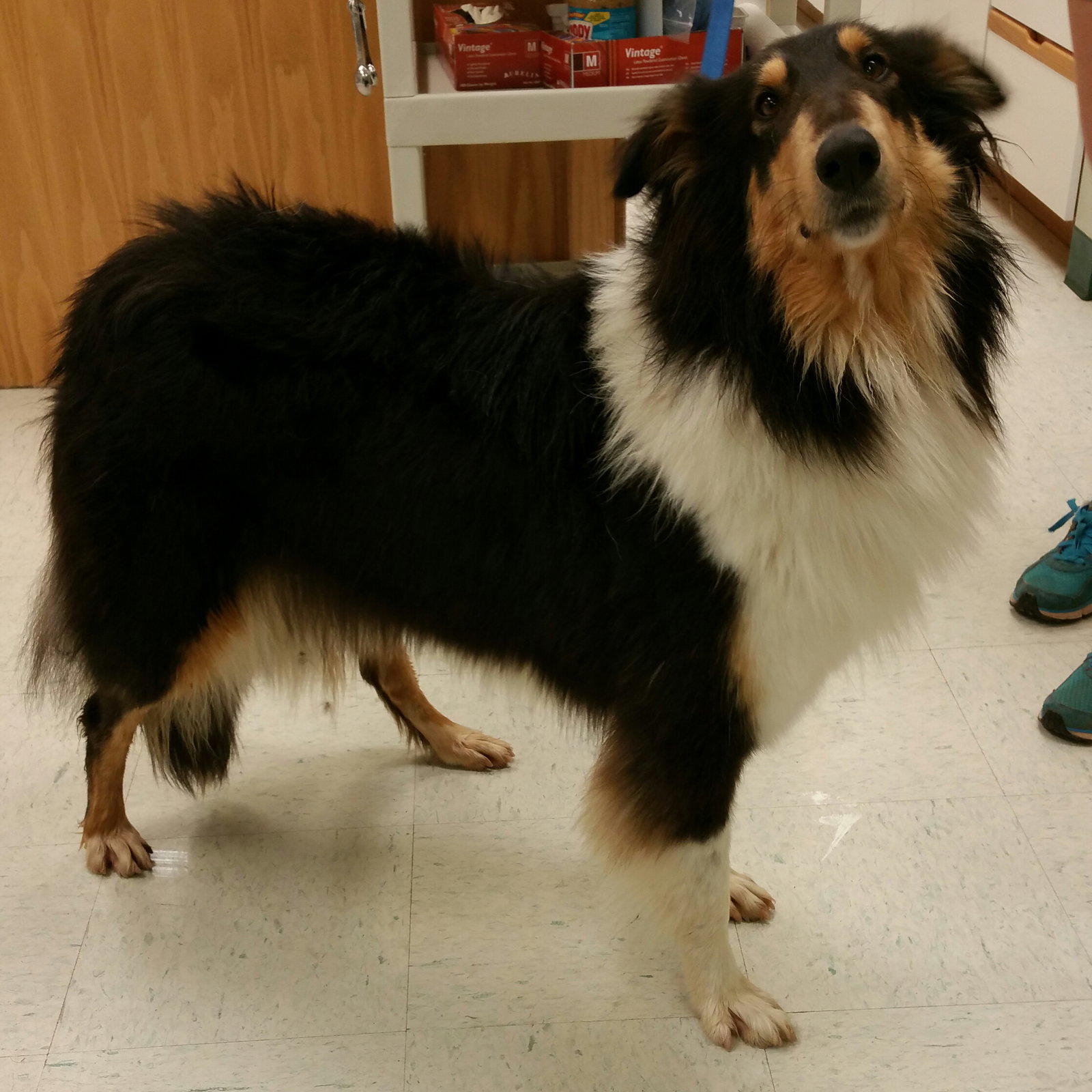 Willow a Adult Female Collie (long coat) adopted through Collie Rescue