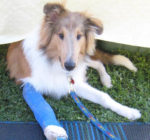 Bailey a Baby Male Collie (long coat) adopted through Collie Rescue