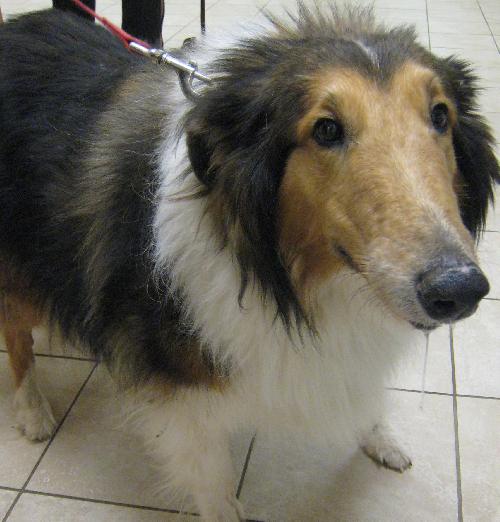 Annie a Senior Male Collie (long coat) adopted through Collie Rescue