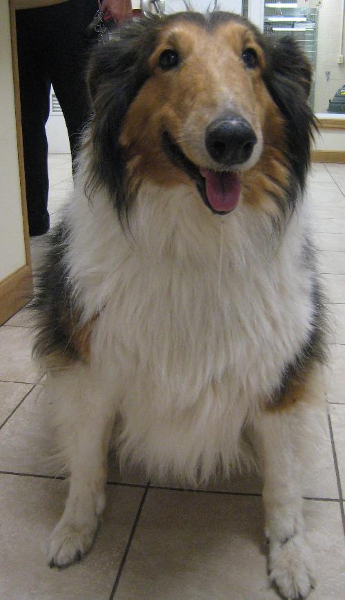 Annie - photo 2