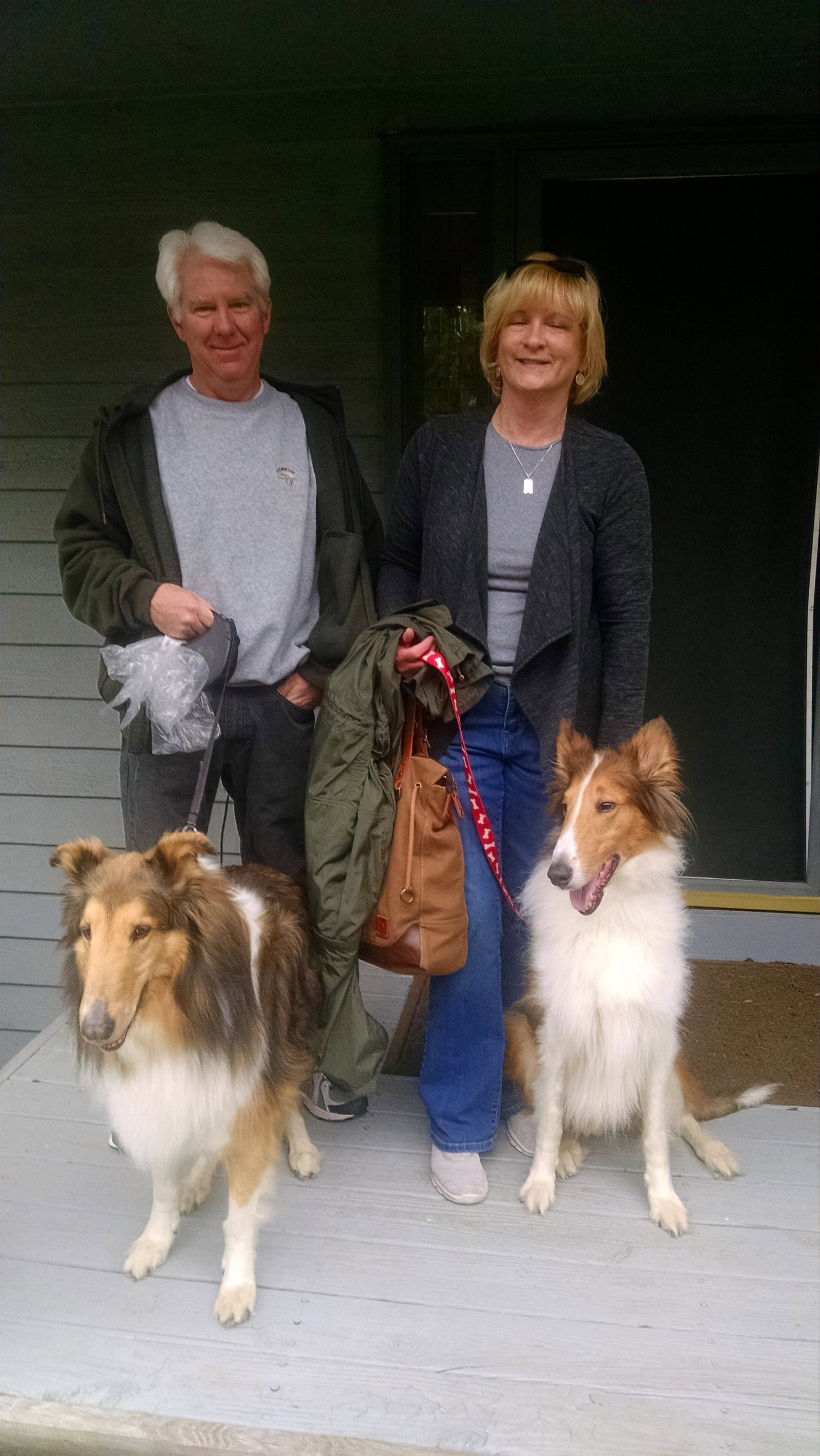 Spirit a Adult Male Collie (long coat) adopted through Collie Rescue