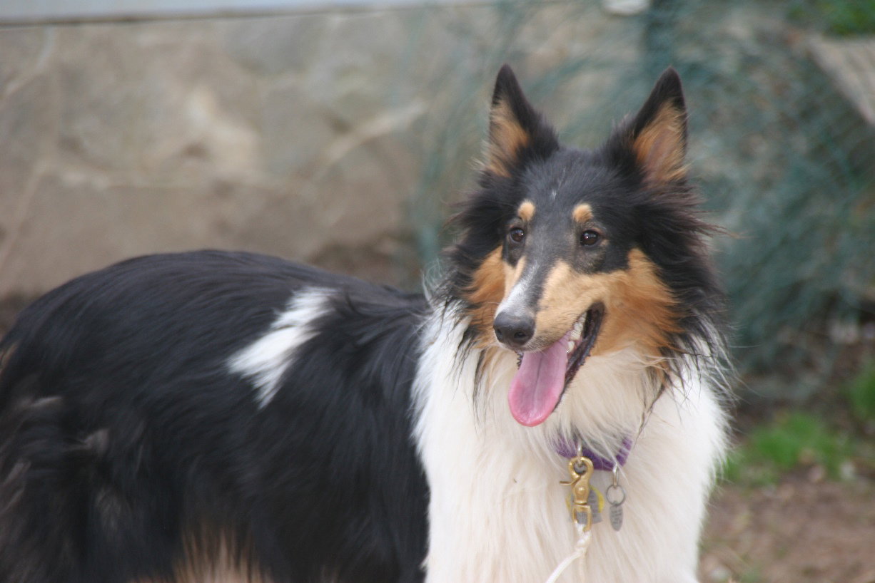 Max - photo 2