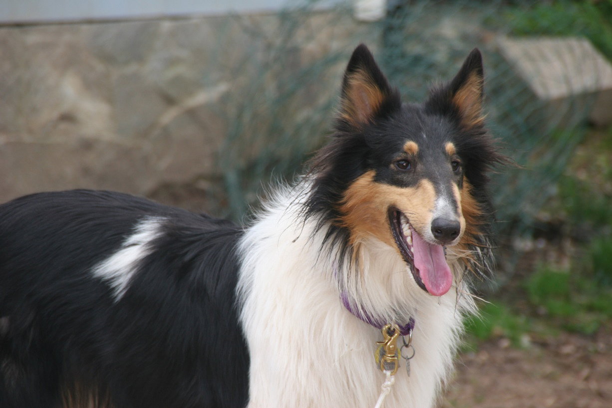 Max - photo 3