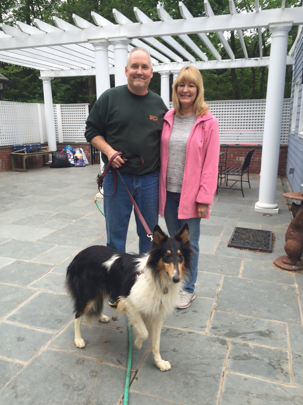 Max a Young Male Collie (long coat) adopted through Collie Rescue