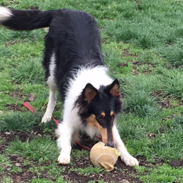 Molly - photo 2