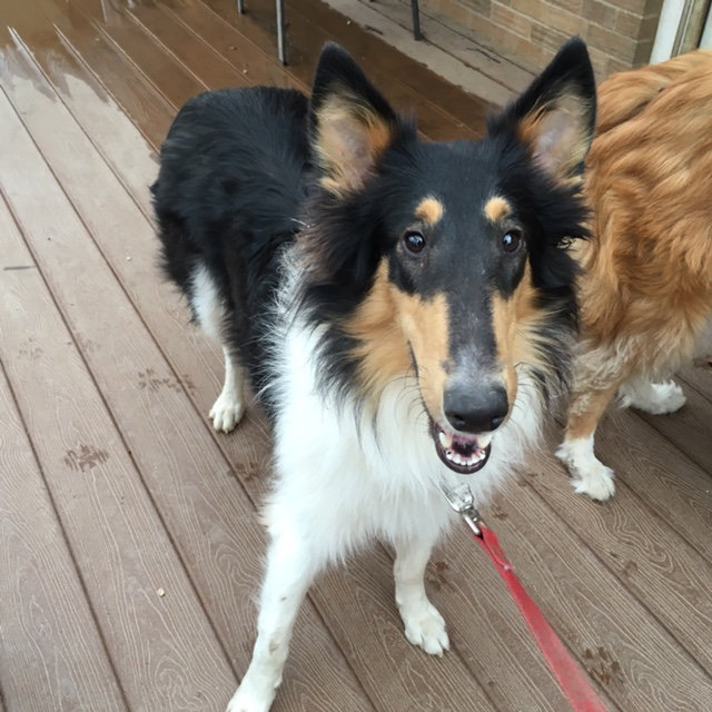 Molly - photo 3