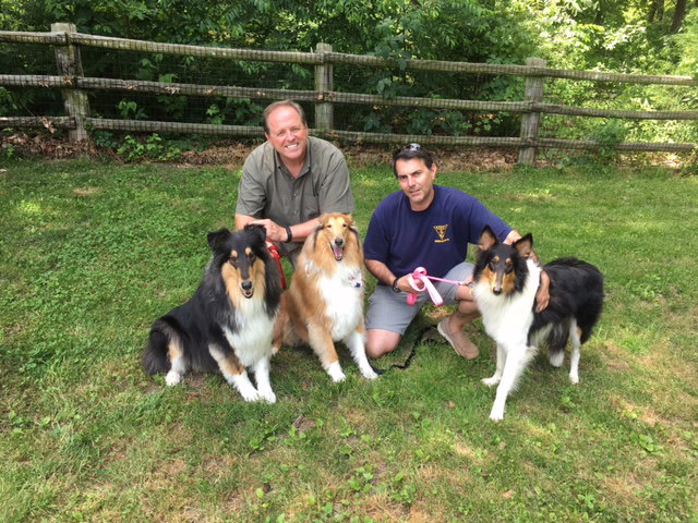 Molly a Young Female Collie (long coat) adopted through Collie Rescue
