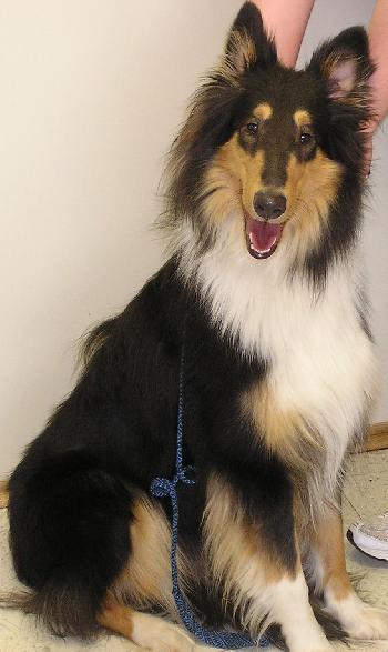 Kate a Adult Female Collie adopted through Collie Rescue