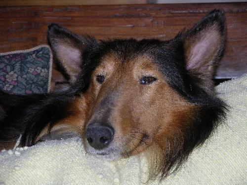 Griffin a Adult Male Collie (long coat) adopted through Collie Rescue