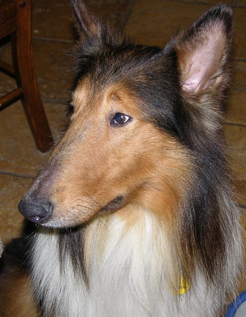 Griffin - photo 2