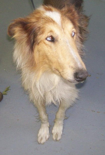 Lucy - photo 2