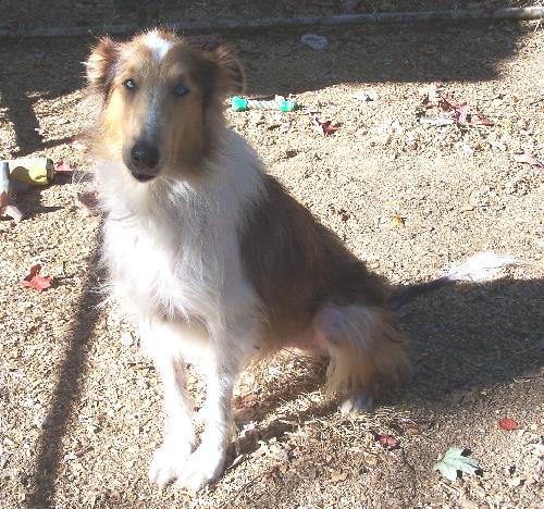 Lucy - photo 3