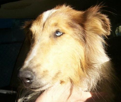 Lucy - photo 4