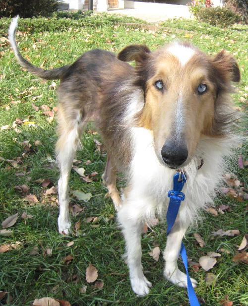 Lucy a Young Female Collie (long coat) adopted through Collie Rescue