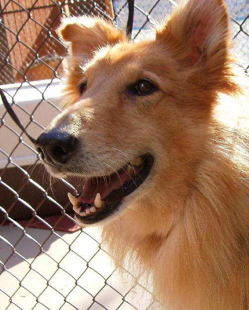 Princess a Adult Female Collie (long coat) adopted through Collie Rescue