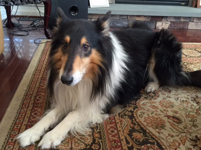 Hot Shot a Male Collie (long coat) adopted through Collie Rescue