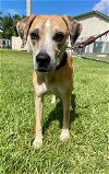 adoptable Dog in naples, FL named COOPER