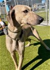 adoptable Dog in naples, FL named LAVENDER