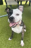 adoptable Dog in naples, FL named JACE