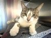 adoptable Cat in naples, FL named DUNCAN