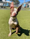 adoptable Dog in Naples, FL named OREJAS