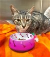 adoptable Cat in naples, FL named FEBS