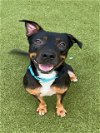 adoptable Dog in naples, FL named DROGO